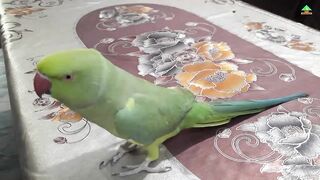 Beautiful Parrot