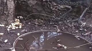 birds safe