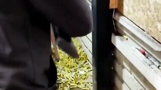 Turkish_Gold_12_Bore_AK_Shotgun(480p).