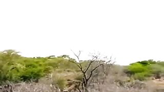 Escape From Lion