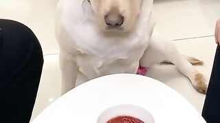 Best dog ????