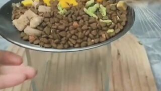 Funny Animal Clip # 4