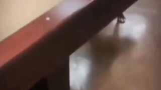 Funny Animal Clip # 5