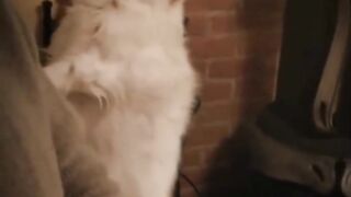 Funny Animal Clips No # 6