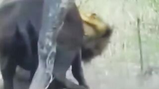 Male Lions Kill Buffalo Mother
