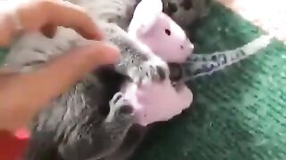 Kitty Play