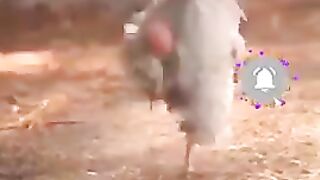 OMG_????crazy_football_skills_by_funny_pets