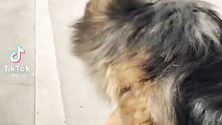 Saweat dog