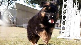 Little dog