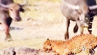 Hunting
