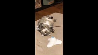 BEST FUNNY CAT TIKTOKS!