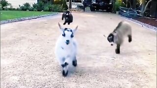 Funny clip