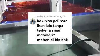 Apakah bisa budidaya ikan lele tanpa kena sinar matahari❓