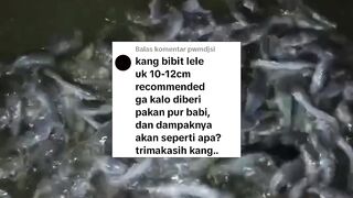 Bibit lele ukuran 10-12cm kalau diberi pakan pelet tenggelam recomended gak❓