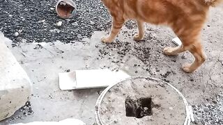 Orange cat