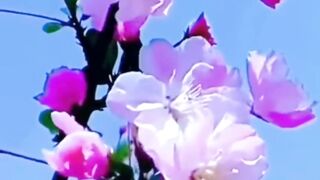 Beautiful nature