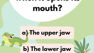 Quiz_365_4 Crocodile