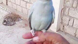Handy parrot
