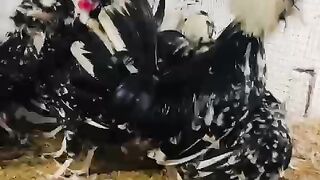 Beautiful head