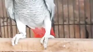 Grey parrot looks