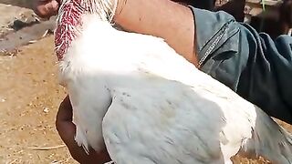 What happened chicken