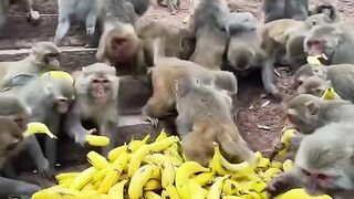Hungry Monkey with banana