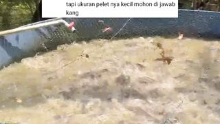 Apa ngaruh jika ikan lele BESAR diberi PELET ukuran kecil❓