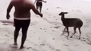 Um homem desprevenido na praia se depara com uma cena inusitada: um veado audacioso