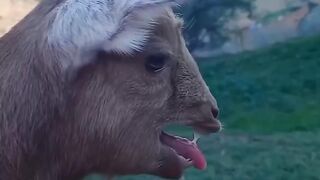 cute and excited goat