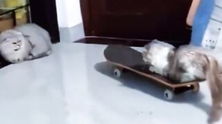 Adorable Pets Doing the Funniest Things!