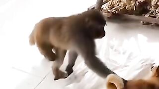 Funny video