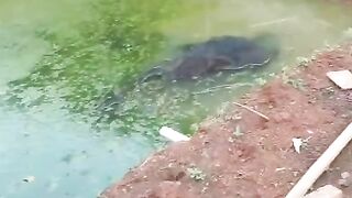Tebar bibit lele 20rb ekor kekolam tanah sebesar ini masih longgar broo