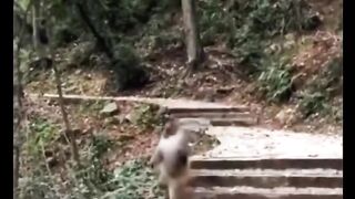 Funny Monkey