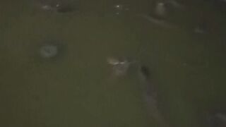 Begini resikonya jika pakan ALTERNATIF dikolam TERPAL ikan lele LOYO dan kerap GANTI air kolam