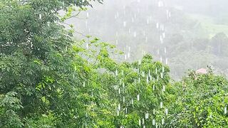 Rain...Veheragalakanda temple
