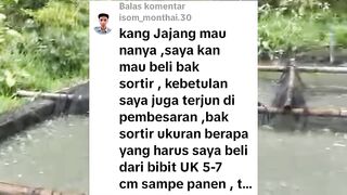 Jika pembesaran lele mulai dari ukuran 5-7cm BAK SORTIR ukuran berapa yang hasur dibeli❓
