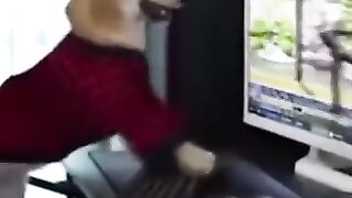 Drôle d'animaux