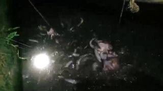 Pembesaran lele pakan EMON REBUS dan rangka kolam dari BAMBU