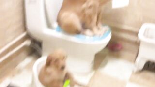 Dogo : Don't disturb me ????