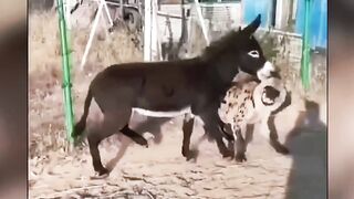 Animal Mess with wrong opponent???