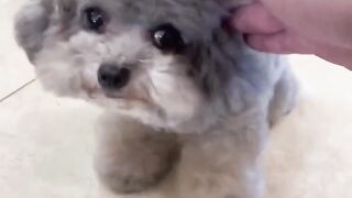 Fluffiest Little Friend