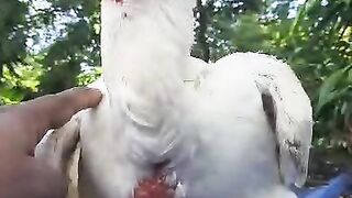 White parrot beak chicken