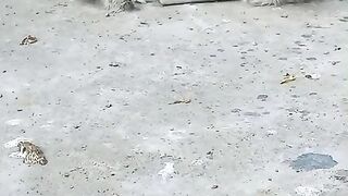 Beautiful eating