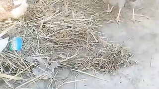Chicken beautiful