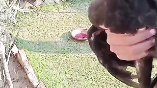 This beak chicken