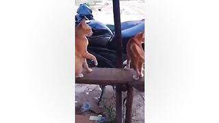 Funniest Dogs And Cats Videos _ Funny Animal Videos _ Best Of The 2024 Edition ????