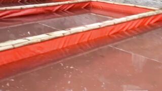 Bibit lele lebih cepat tumbuh dimedia kolam yang berwarna cerah ketimbang gelap