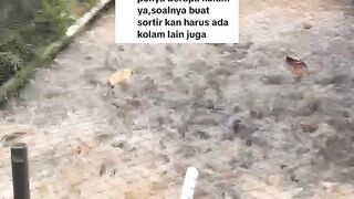 Kata ingin belajar budidaya lele tapi bikin 1 kolam, itu bukan belajar, tapi main-main
