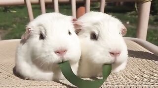 Twin White Picks