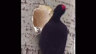 Woodpecker and the way it pecks trees